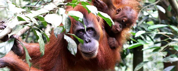 orangutan-mutter-kind